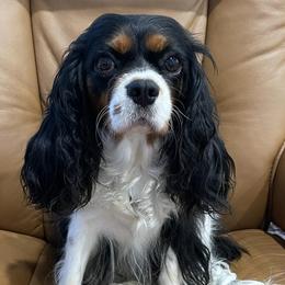 Arya - Cavalier King Charles Spaniel