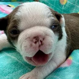 Boston Terriers from Xavier's Uncanny Boston Terriers
