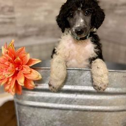 Poodle Puppies from Old Wire Puppies