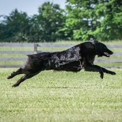 Belgian Sheepdogs from Druid House