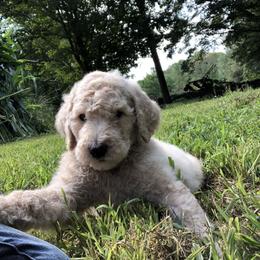 Poodle Puppies from Hidden Treasures Farm LLC
