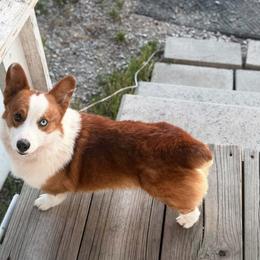 American Corgi puppies from AC Doodles & Corgis