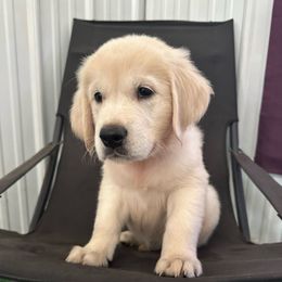 Carl - Light golden male Golden Retriever puppy in Terre Hill, Pennsylvania from Cloverleaf K9 Connections