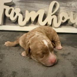 Girl 2 - Red female Cavapoo puppy in Bradenton, Florida from Christianna’s Mini Goldendoodles