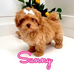 Sunny - Apricot female Maltipoo puppy in Buford, Georgia from Petite Posh Puppies