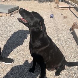 Zoe - Labrador Retriever