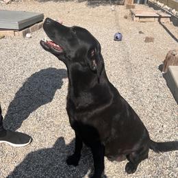 Zoe - Labrador Retriever