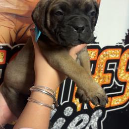 Noel - Fawn female Bullmastiff puppy in South Attleboro, Massachusetts from Bessettes Bullies