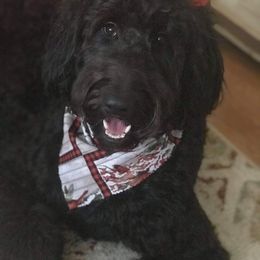 Australian Shepherd, Goldendoodle, and Poodle All Grown Up from Country Poos and Dos