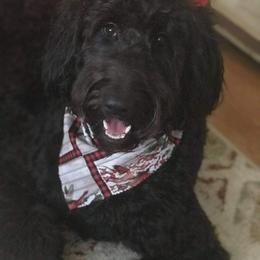 Australian Shepherd, Goldendoodle, and Poodle All Grown Up from Country Poos and Dos