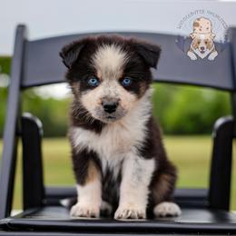 Ducky - Black tri-color female Australian Shepherd puppy in Buena Vista, Colorado from Wigglebutts Unlimited