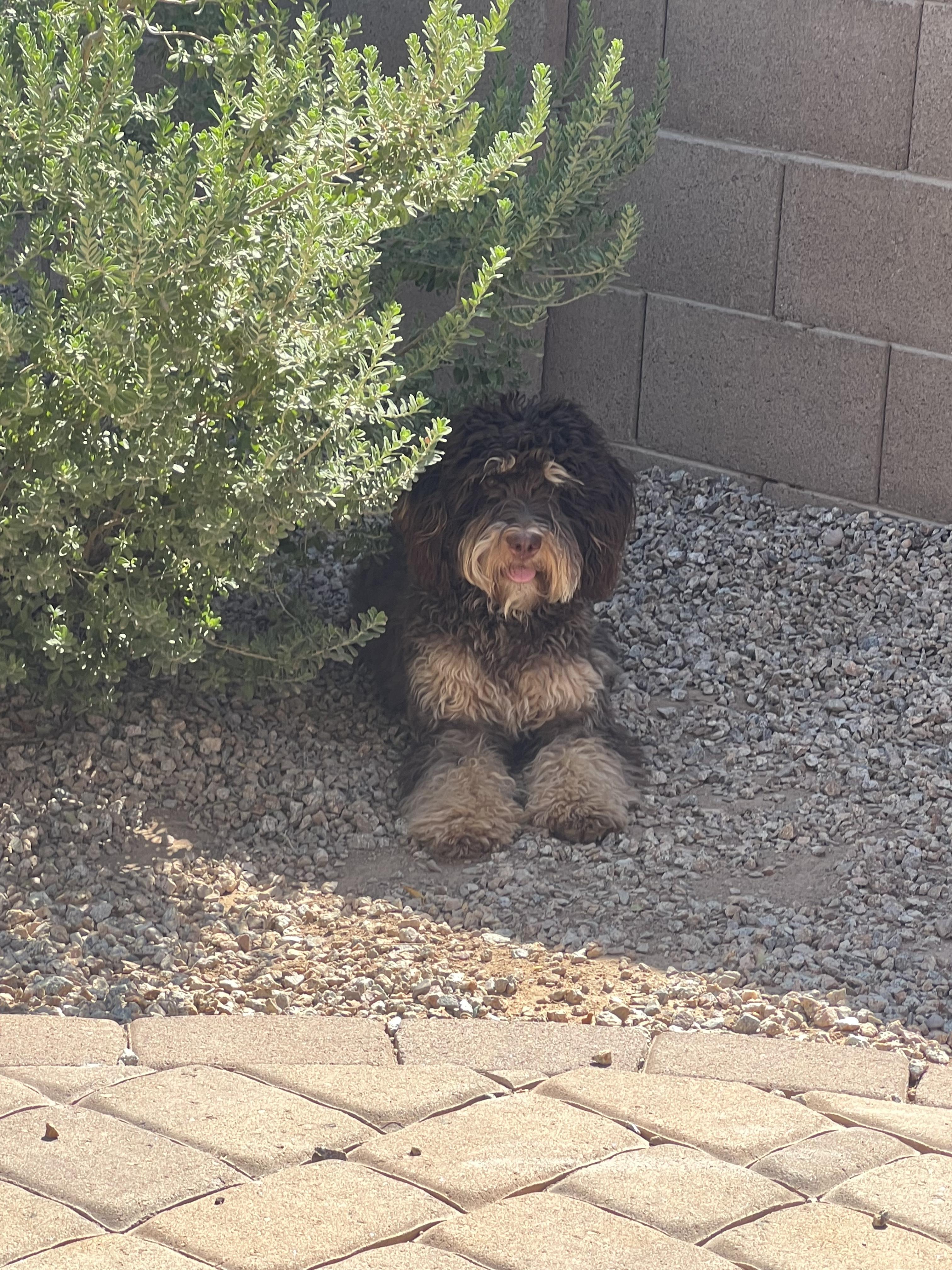 Bailey