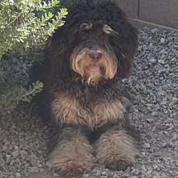 Bailey - Bernedoodle