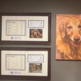 First pick female sold - Dark golden female Golden Retriever puppy in Aumsville, Oregon from Bigfoot Goldens - AKC Registered Dark Red