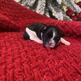 Lily - Black and white female Shih Tzu puppy in Lexington, North Carolina from SCS Shih Tzus