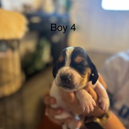 Boy 4 - Black white and brown Basset Hound puppy in Brandon, Mississippi from Milton’s Bassets