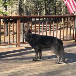 Azula Blue of Pocono GSD - German Shepherd puppy from Pocono GSD