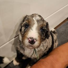 Light Blue - Merle male Bernedoodle puppy in Shelby, North Carolina from Forever Grateful Doodles