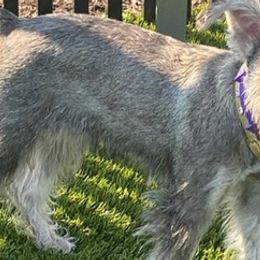 Miniature Schnauzers from Romel's Schnauzers