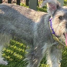 Miniature Schnauzers from Romel's Schnauzers