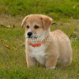Pembroke Welsh Corgi Puppies from Half Hitch Corgis