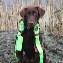 Cricket - Labrador Retriever