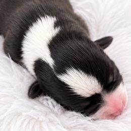 Reba - Black and white female Cardigan Welsh Corgi puppy in Kerens, West Virginia from Leather & Lace