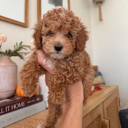 Nellie - Apricot female Goldendoodle puppy in Sacramento, California from Little legacy doodles