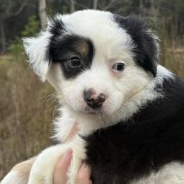Australian Shepherds from Windie Aussies