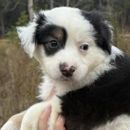 Australian Shepherds from Windie Aussies