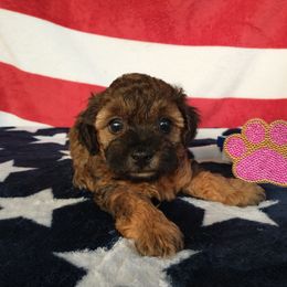 Poodle and Yorkshire Terrier Puppies from Winchester's Magic Yorkipoos & Poodles