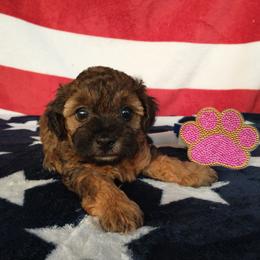 Poodle and Yorkshire Terrier Puppies from Winchester's Magic Yorkipoos & Poodles