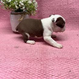 Girl 2 - Seal and white female Boston Terrier puppy in Chillicothe, Ohio from 740 kennels