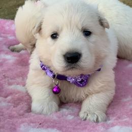 Berger Blanc Suisse and German Shepherd Puppies from Scenic Creek German Shepherds and White Swiss Shepherds