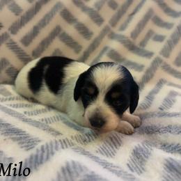 Milo - Piebald male Dachshund puppy in Aiken, South Carolina from State Eight Dachshunds