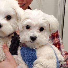 Cavalier King Charles Spaniels, Companion Crosses, and Maltese from Nelson Cavaliers
