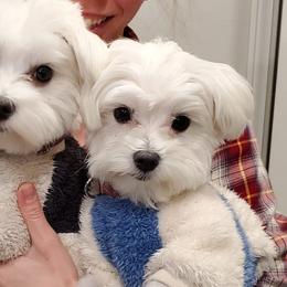 Cavalier King Charles Spaniels, Companion Crosses, and Maltese from Nelson Cavaliers