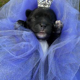 Black and white girl - Black and white female Shihpoo puppy in Cottondale, Florida from Pat’s precious puppies