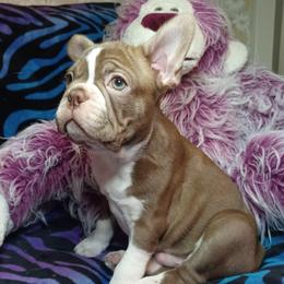 Beau - Fawn brindle and white male French Bulldog puppy in Elberta, Alabama from Old Orchard Farm