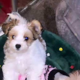 Boy 1 - Yorkshire Terrier puppy in Maryland from Colorful Yorkies