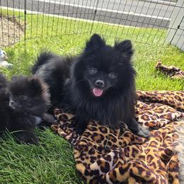 Pomeranian Puppies from Mary's Pomeranians