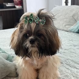 Scout - Shih Tzu