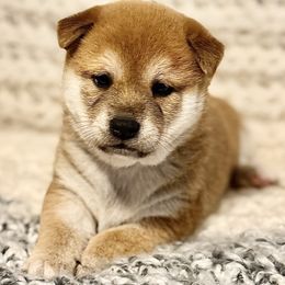 Sadie - Red female Shiba Inu puppy in Trenton, Nebraska from Prairie Shibas