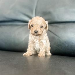 Coral - Apricot female Cavapoo puppy in Saint George, Utah from Fitzdoodles