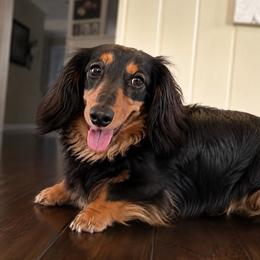 Meadow - Dachshund
