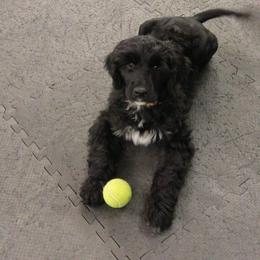 Portuguese Water Dog Puppies from Water's Edge Portuguese Water Dogs