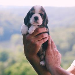 Beagle Puppies from Long Creek Beagles