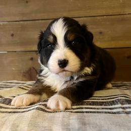 Hurrah - Black tri-color male Australian Shepherd puppy in Kearney, Nebraska from Helix Aussies