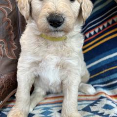 Bordoodle Puppies from JM Lazy S Doodles