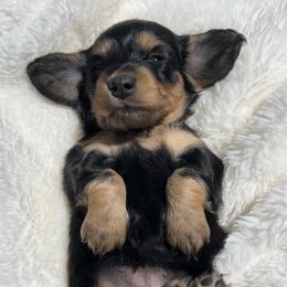 Black and Cream - Black and cream female Dachshund puppy in Nampa, Idaho from Long_and_Low_Dachshunds